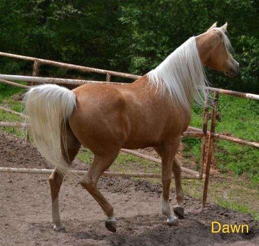 arabian-mare-arabian-palomino-horse