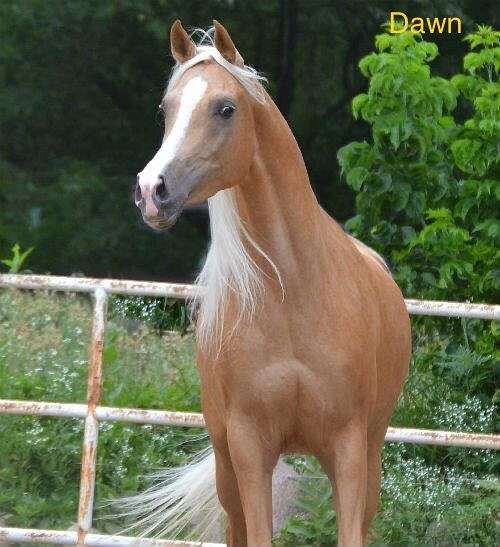 palomino-broodmare-arabian-horse