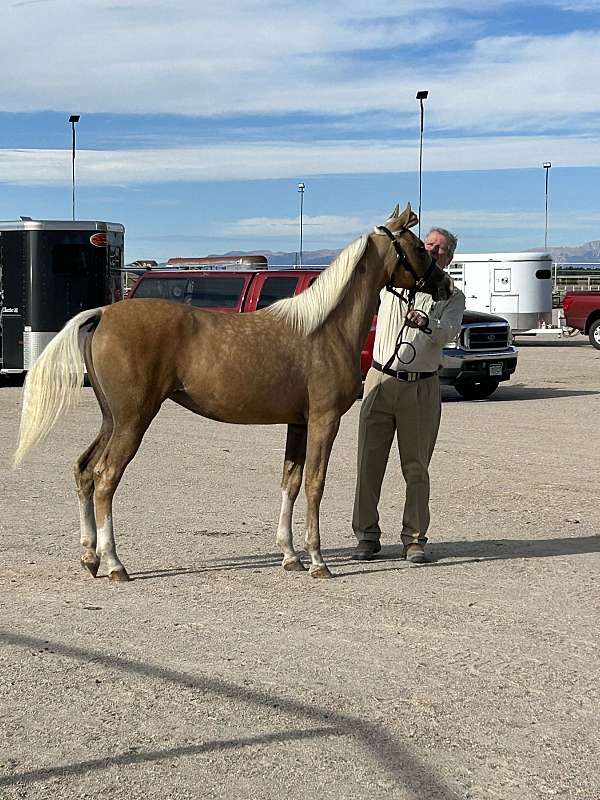 palomino-arabian-filly