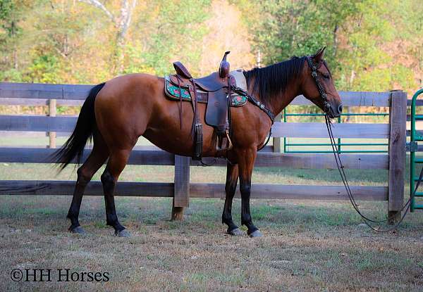 all-around-quarter-horse