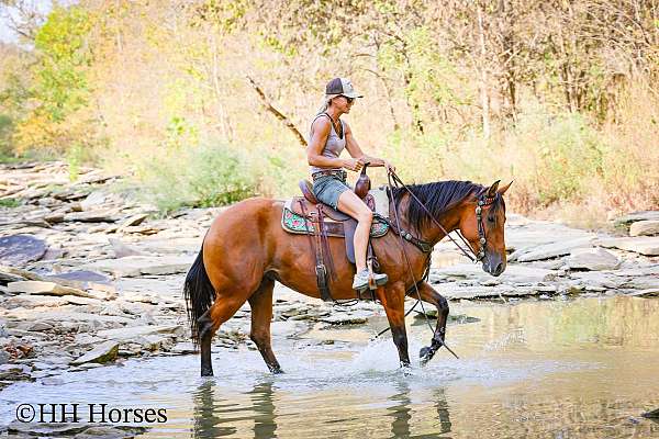 barrel-racing-quarter-horse