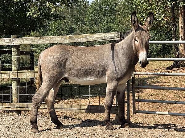 donkey-stallion