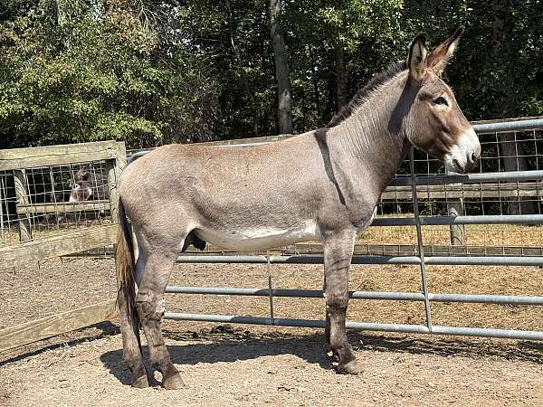 donkey-for-sale