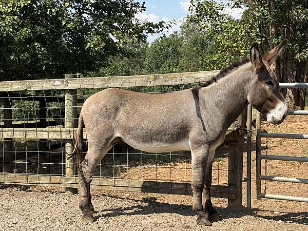 donkey