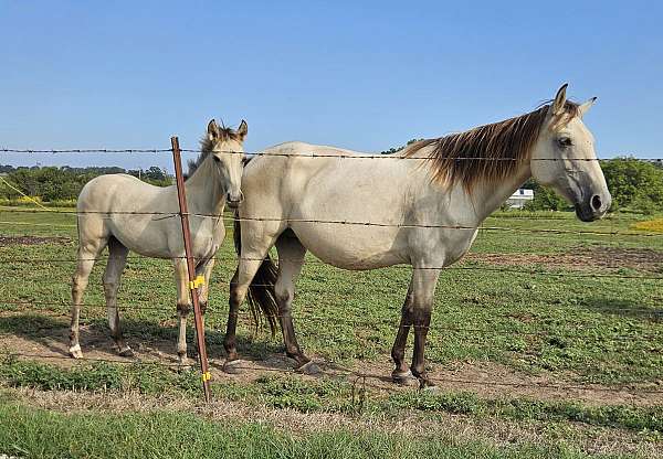 tennessee-walking-filly