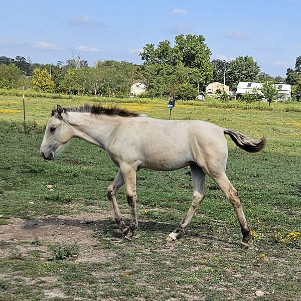 tennessee-walking-horse-for-sale
