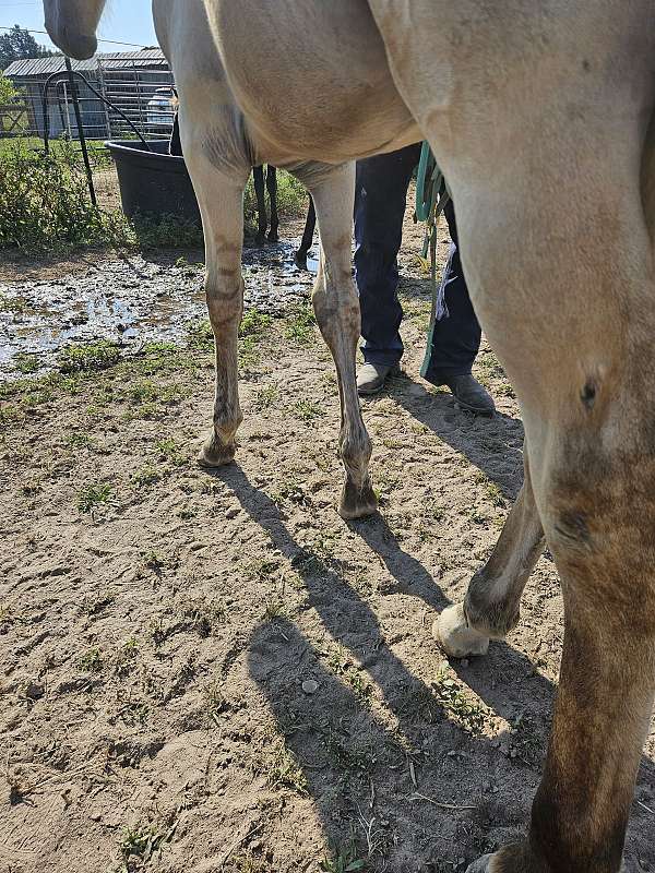 tennessee-walking-horse