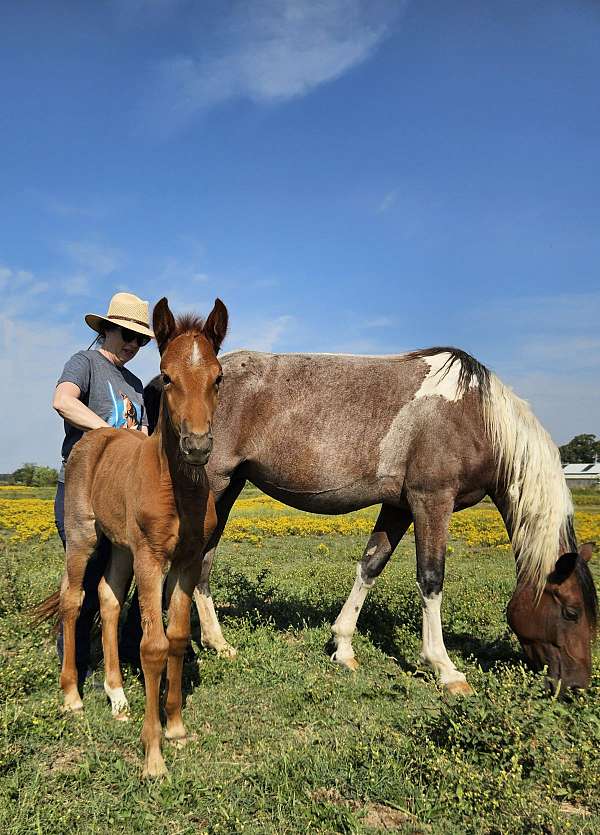 red-roan-star-horse