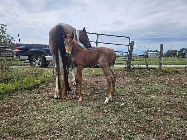 red-roan-tennessee-walking-filly