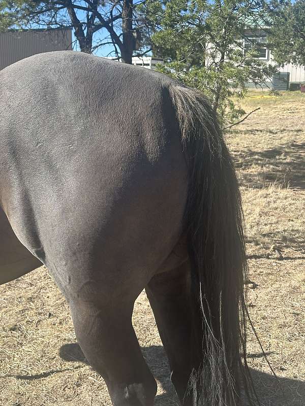 quarter-horse