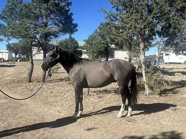 quarter-horse-gelding
