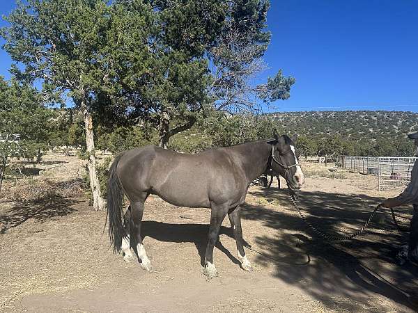 quarter-horse-for-sale