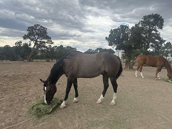 gelding