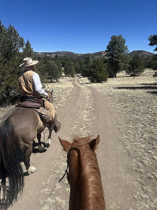 grulla-ranch-horse