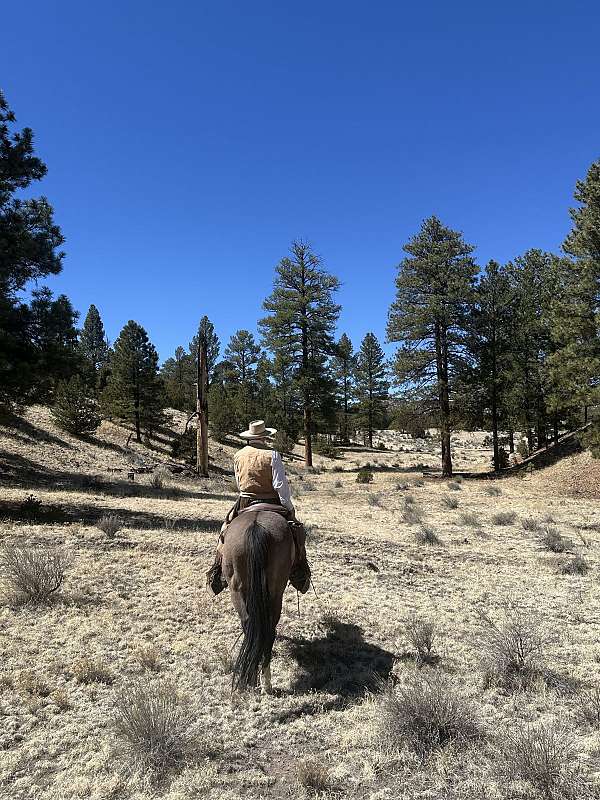 grulla-roping-horse