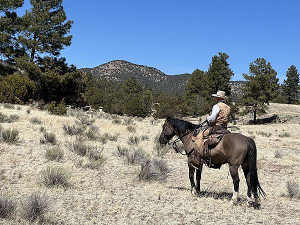 grulla-working-cattle-horse