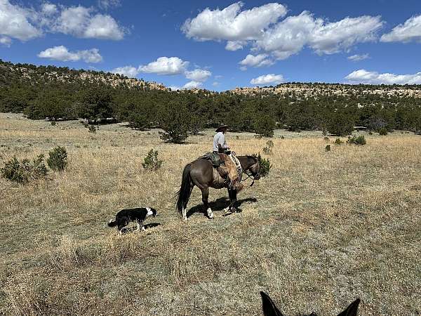 grulla-working-horse