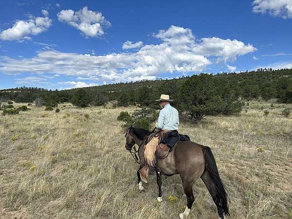 roping-gelding