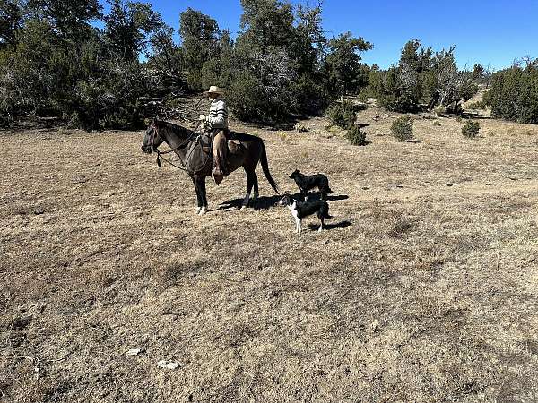 ranch-gelding