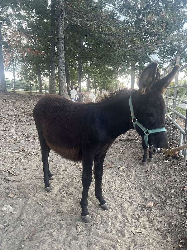 donkey-stallion