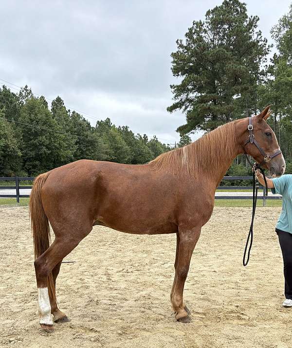 sorrel-draft-gelding