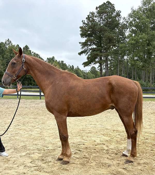 sorrel-gelding-for-sale