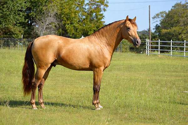 isabelo-andalusian-stallion