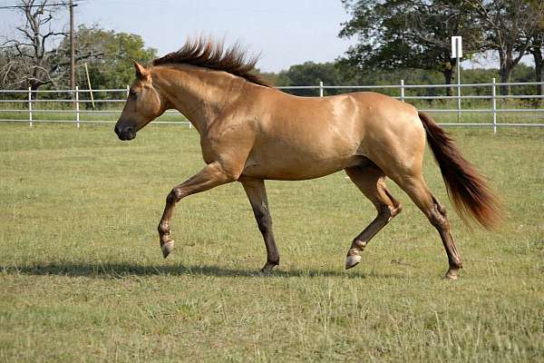 isabelo-ancce-stallion