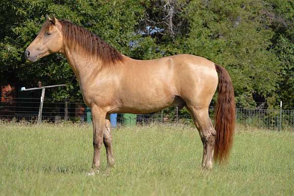 isabelo-ancce-horse