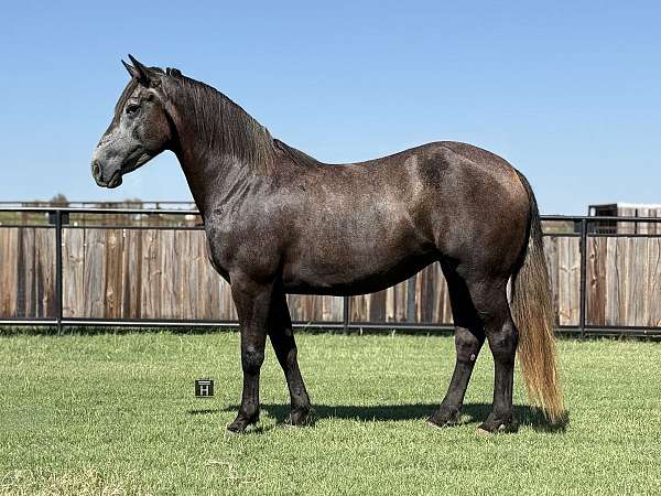 all-around-draft-horse