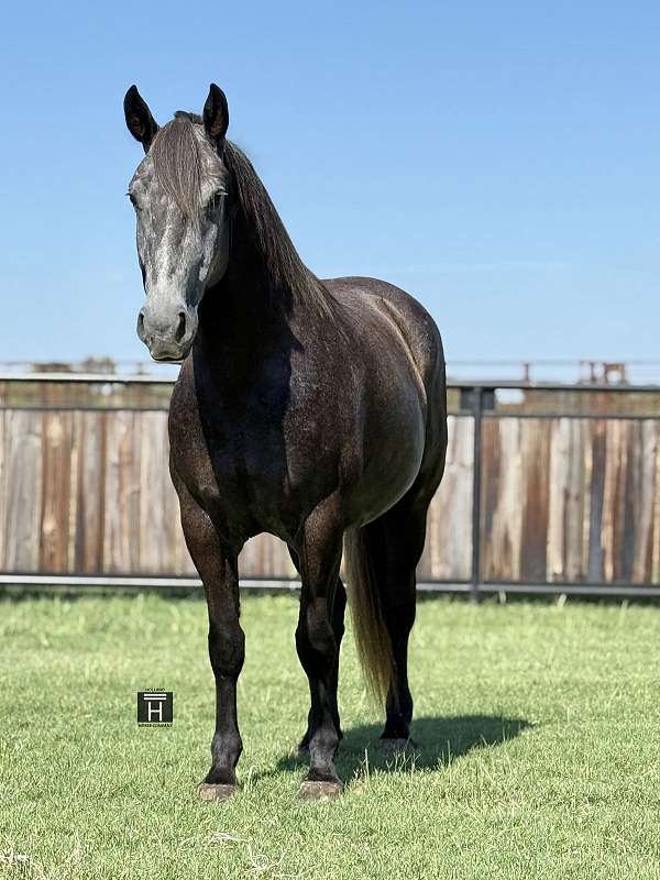 driving-draft-horse