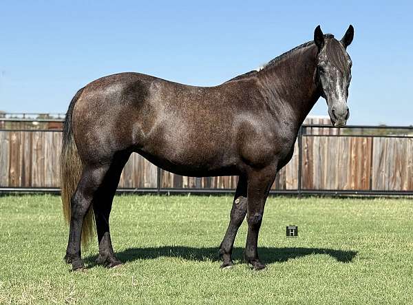 english-pleasure-draft-horse