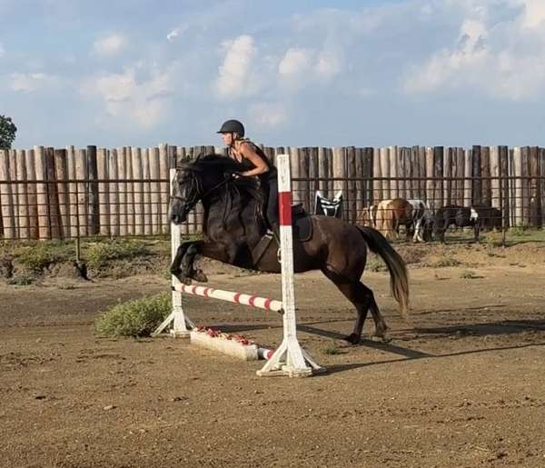 jumping-draft-horse