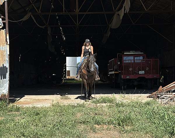 flashy-draft-horse