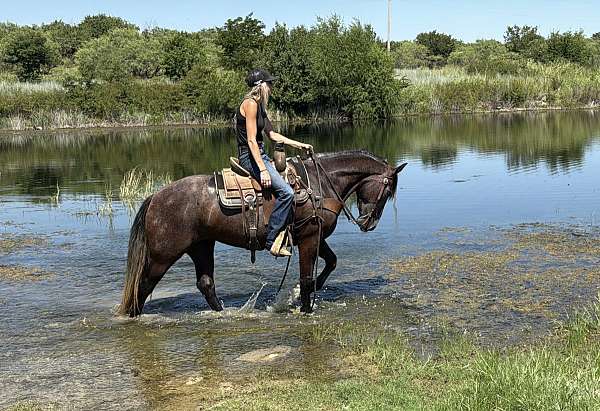 jumper-draft-horse