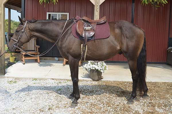 english-pleasure-thoroughbred-horse