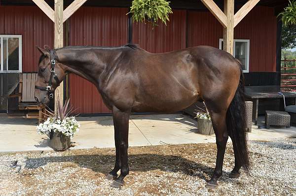 beginner-thoroughbred-horse