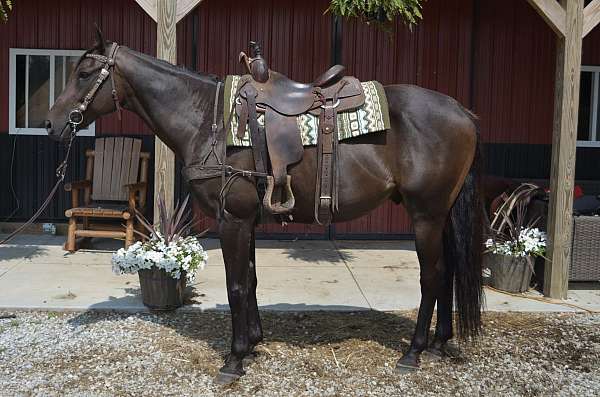 husband-safe-thoroughbred-horse