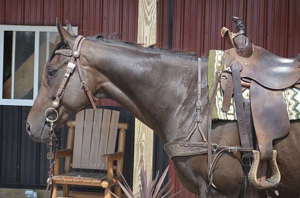 kid-safe-thoroughbred-horse