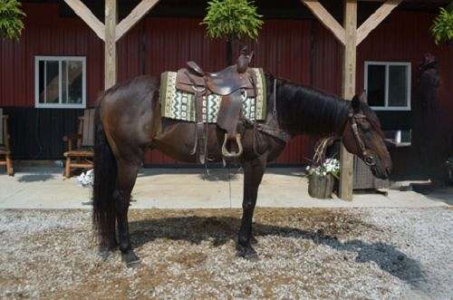 all-around-thoroughbred-horse