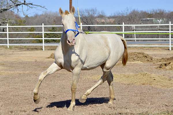 perlino-ialha-pre-filly-yearling