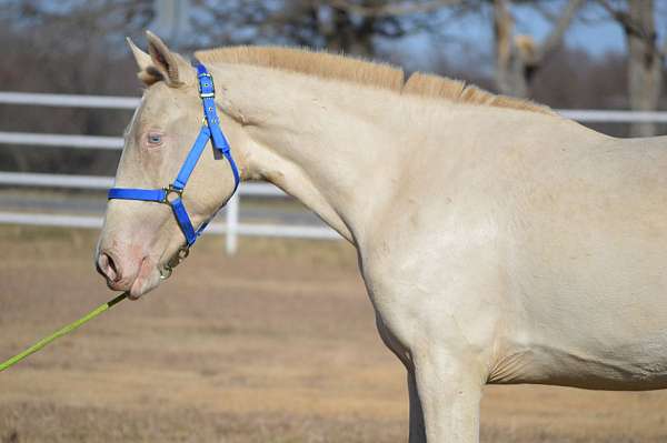 ialha-pre-filly-yearling