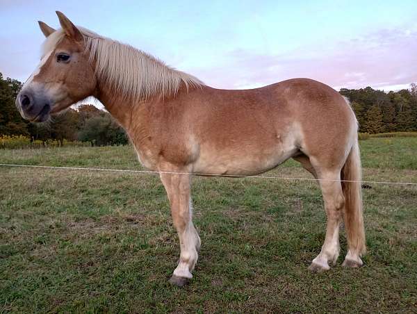 chestnut-driving-working-horse