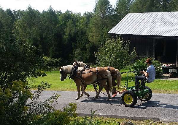 driving-working-mare