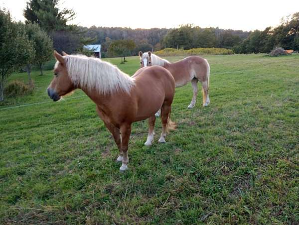 chestnut-haflinger-mare
