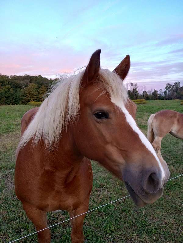 driving-working-horse