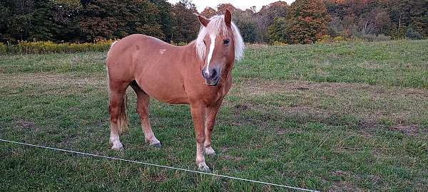 chestnut-mare-for-sale