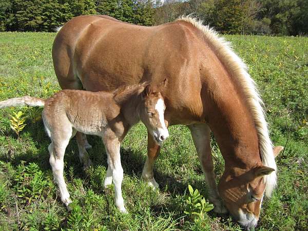 14-hand-haflinger-mare