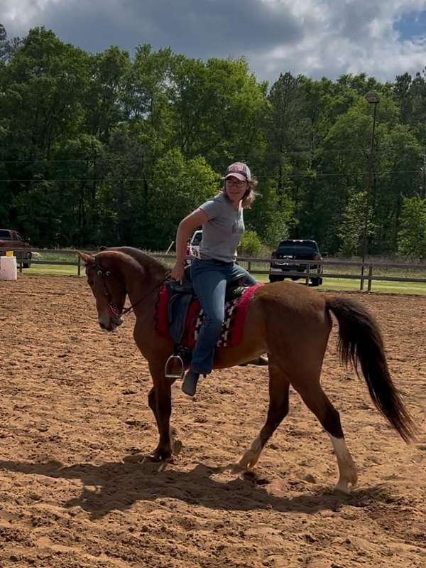 bay-tennessee-walking-pony