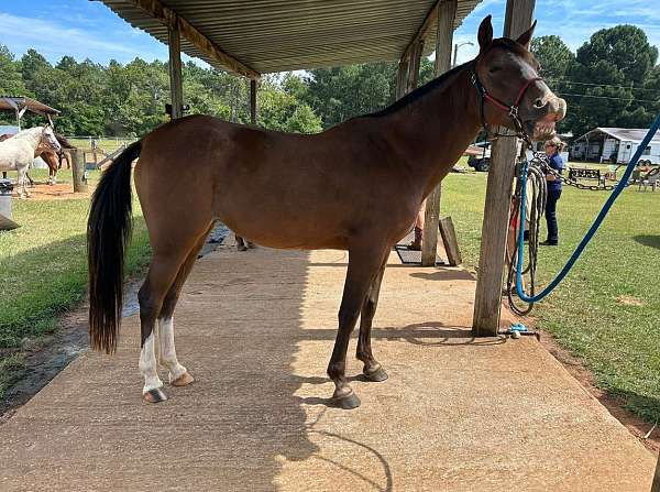 jumping-tennessee-walking-pony